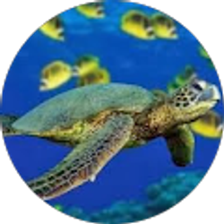 Profile photo of sam carrasco