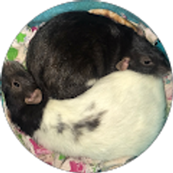 Profile photo of Jen Kiersch