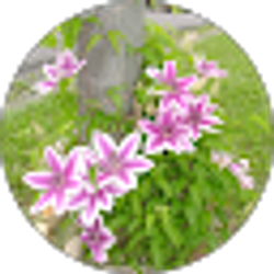 Profile photo of Susan Callahan