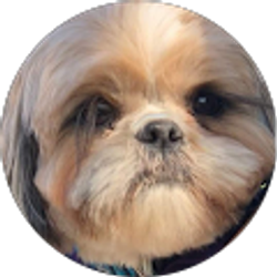 Profile photo of YF chen