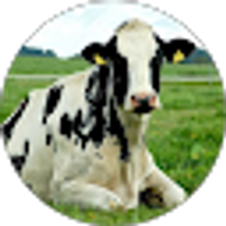 Profile photo of Melissa Bracy