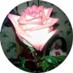 Profile photo of stacie tinkey