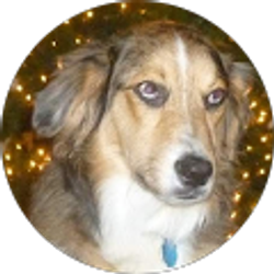 Profile photo of Brent Israel