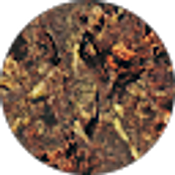 Profile photo of Mike Cripe