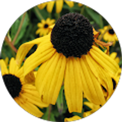 Profile photo of Erica Yaste