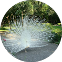 Profile photo of Amanda Bowman