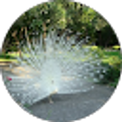 Profile photo of Amanda Bowman