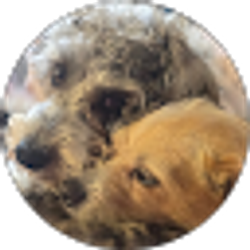 Profile photo of Wren Renczy