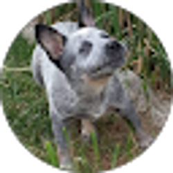 Profile photo of Tracy Reis
