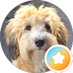Profile photo of Whoodle Sites
