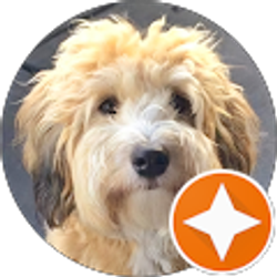 Profile photo of Whoodle Sites