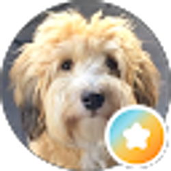 Profile photo of Whoodle Sites