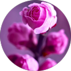 Profile photo of Margareth Rodriguez