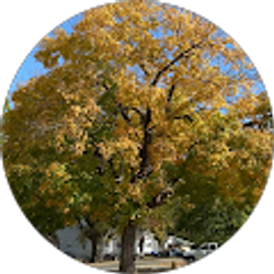 Profile photo of Willow Conn