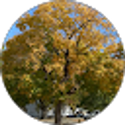 Profile photo of Willow Conn