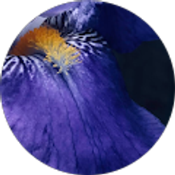 Profile photo of Lili Chen