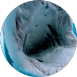 Profile photo of Ron Male