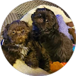 Profile photo of Laurie Pitts