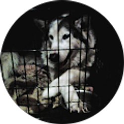 Profile photo of Amanda Palmer