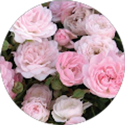 Profile photo of Marife De Guzman