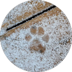 Profile photo of Lisa Daujotas