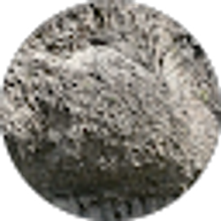Profile photo of Dan Mannion