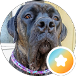 Profile photo of SillyTilly Gilly