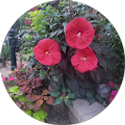 Profile photo of laughteris contagious