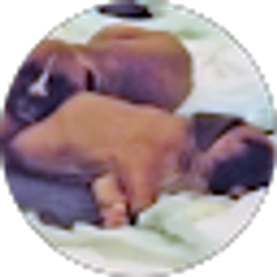 Profile photo of James Brown