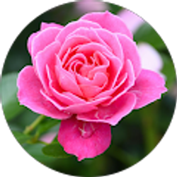 Profile photo of Sayed Mustafa Sadat