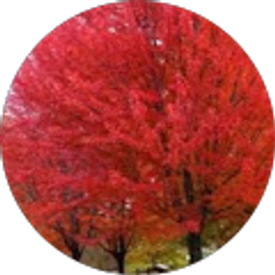 Profile photo of Nicole Zelaya