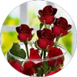 Profile photo of Stela Vela