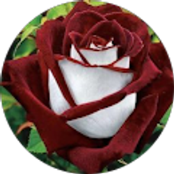 Profile photo of Leticia Lopez