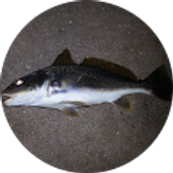 Profile photo of Ryan Syffus