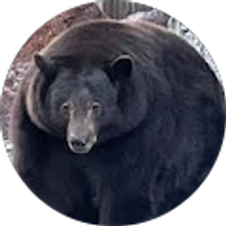 Profile photo of goofy littleginger