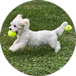 Profile photo of Shaun Grimes