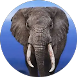 Profile photo of Kerrie Dainty