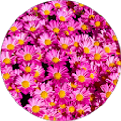 Profile photo of Jinnie Van Le