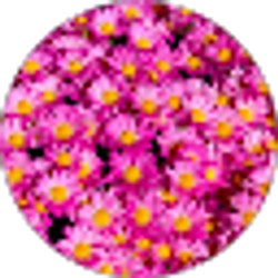 Profile photo of Jinnie Van Le