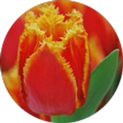 Profile photo of Paul Nasto