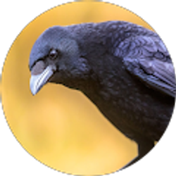 Profile photo of Shadoe McKee