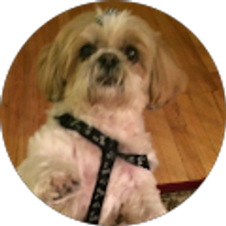 Profile photo of Ambika Shah