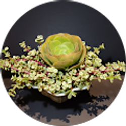 Profile photo of Jesbebe