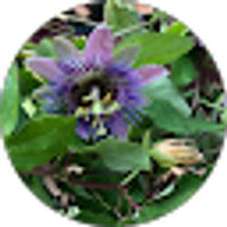 Profile photo of Linda Coonrod