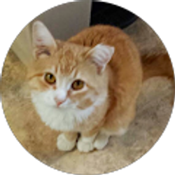 Profile photo of Lilli