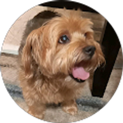 Profile photo of Roseann Gullo