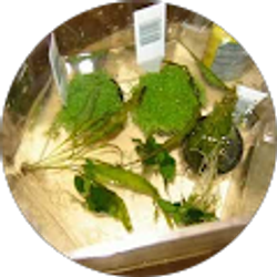 Profile photo of Nicholas Pierce