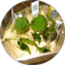 Profile photo of Nicholas Pierce