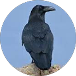 Profile photo of Basicpotato0