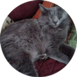 Profile photo of Jeremy Martino Jr.